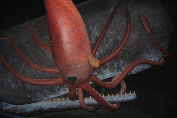 Кракен ссылки krakenwebs org